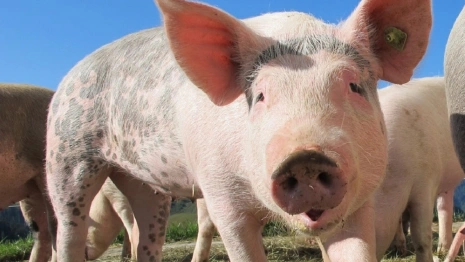 Во Владимирской области свиноводство решили сделать региональным брендом 