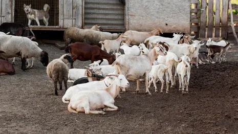 В Петушинском районе сняли карантин по оспе овец и коз