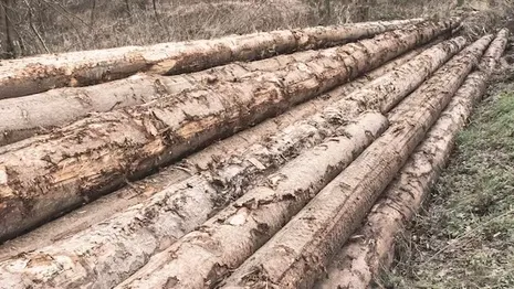 Во Владимирской области с арендаторов леса взыскали 600 тыс. рублей за вырубку деревьев