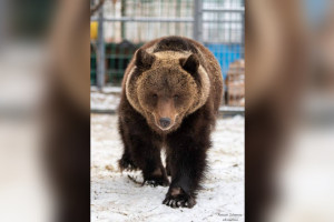 Стала известна судьба пойманного в Александровском районе медвежонка