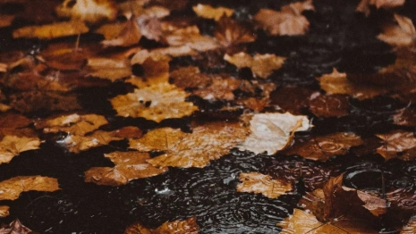 Синоптики дали прогноз на сентябрь во Владимирской области