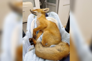 В Суздале спасли найденного на обочине дороги лисенка