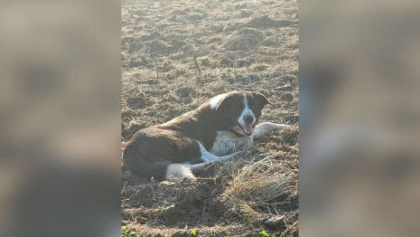 Во Владимире расстрелянный пес Бимка ищет дом