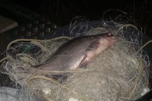 Жители Владимирской и Нижегородской областей попались на незаконном вылове рыбы