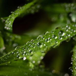 Феодор Стратилат: что можно и нельзя делать 21 июня
