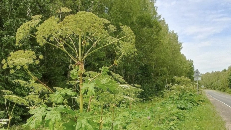 Владельцев участков во Владимирской области обяжут бороться с борщевиком