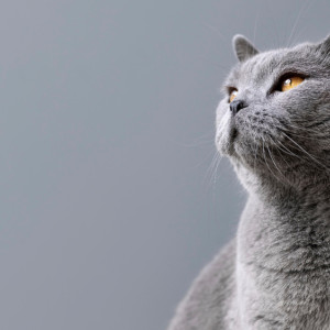 Народные приметы на 26 января 2024 года: что можно и нельзя делать в Ермилов день