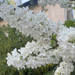 Прогноз погоды во Владимирской области на 19 мая 2025 года