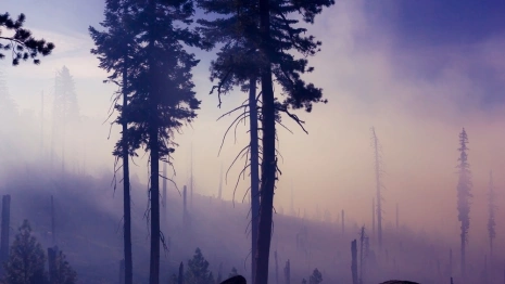 Во Владимирской области спрогнозировали ухудшение ситуации по лесным пожарам в 7 районах