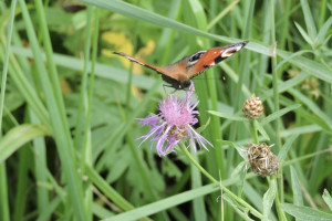 Прогноз погоды во Владимире и области на 26 мая
