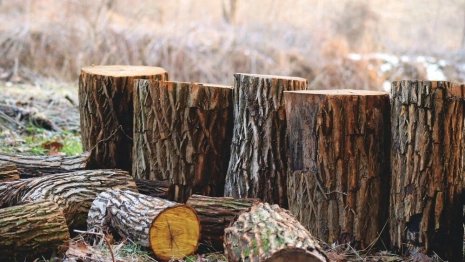 Во Владимирской области неизвестные вырубили лес