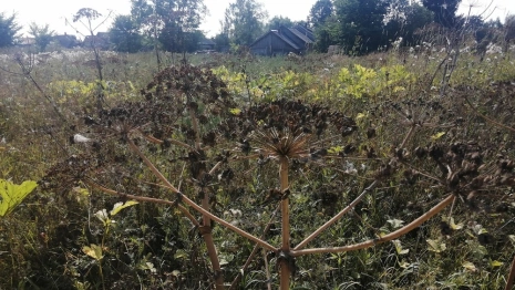 Во Владимирской области борщевик Сосновского заполонил 3,5 тыс. га