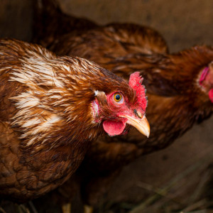 Во Владимирской области зарегистрировали первый очаг болезни Ньюкасла у птиц