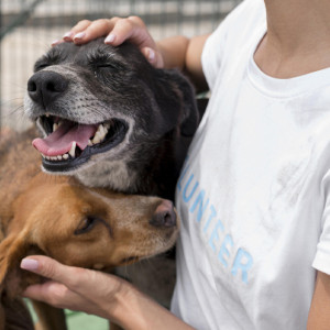 Владимирский приют для животных «Валента» заявил о переезде