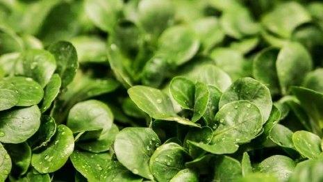 Во Владимирской области на территории ОЭЗ «Доброград-1» откроют вертикальную ферму 