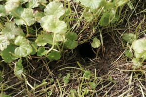 Во Владимирской области на полях нашли 254 норы грызунов