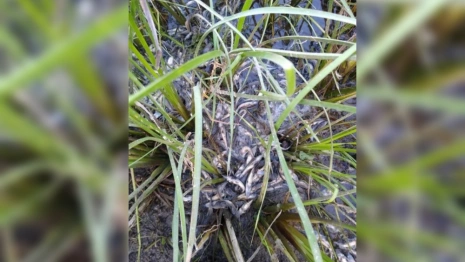 Во Владимирской области в Оке массово погибли мальки краснокнижной стерляди