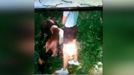 Во Владимирской области в Сети выложили ролик с избиением 11-летней девочки  