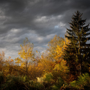 Прогноз погоды во Владимирской области на 25 октября