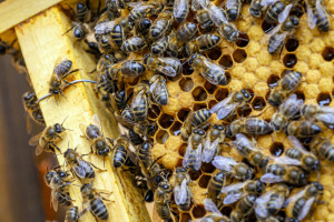 Народные приметы: что можно и нельзя делать 17 января в день Зосима Пчельника