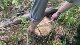 В Селивановском районе «черные лесорубы» уничтожили сосны на 60 тыс. рублей
