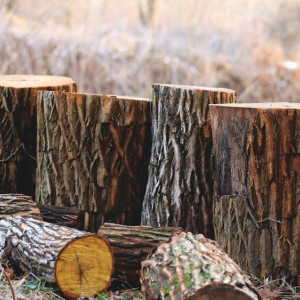 Во Владимирской области неизвестные вырубили лес
