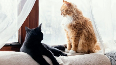 Во Владимирской области сняли ограничение на число кошек в квартирах