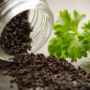 Во Владимирской области продавали семена 350 выдуманных сортов помидоров и абрикосов