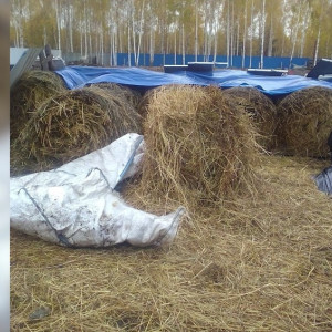 Во Владимирской области пропавшего 8-летнего мальчика нашли спящим в стоге сена