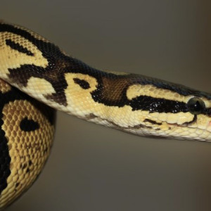 Змея укусила 7-летнего ребенка во Владимире