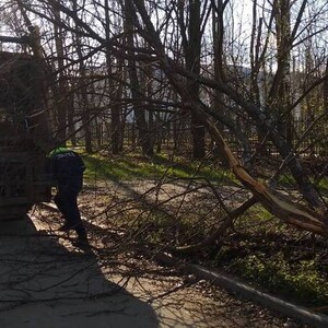 Шквалистый ветер продолжил валить деревья во Владимире