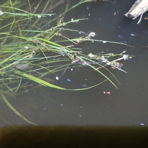 В реке Клязьма во Владимире в очередной раз заметили пластик