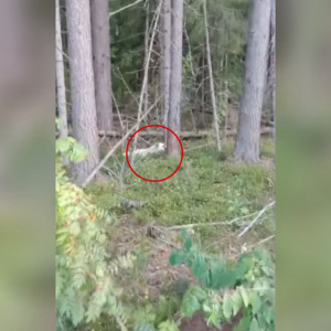 В лесу под Меленками заметили стаю диких собак