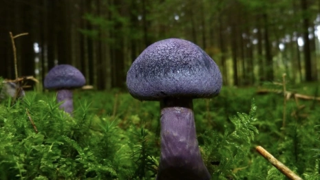 Стало известно наказание за сбор во Владимирской области краснокнижных грибов