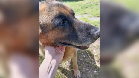 В Коврове полицейские объявили поиск хозяина для служебной собаки