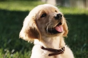 В Гусь-Хрустальном приют «Хвосты» уличили в жестоком обращении с животными