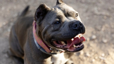 В Юрьев-Польском родители пострадавшего от укуса собаки ребенка отсудили 50 тыс. рублей