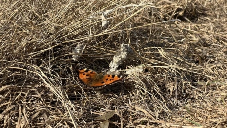 Прогноз погоды во Владимирской области на 17 апреля 2026 года