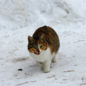 Во Владимире построят первый государственный приют для животных