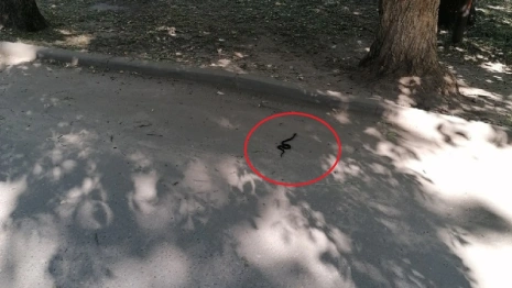 В Гусь-Хрустальном во дворе жилого дома заметили гадюку 