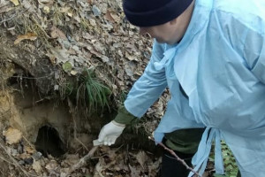 В лесах Владимирской области разложили вакцину против бешенства