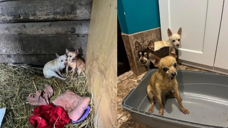 Волонтеры ищут дом для 3 собак после гибели их хозяйки в ДТП под Александровом