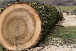 Жителя Покрова будут судить за вырубку 1,5 тыс. деревьев вместо 14 разрешенных