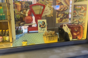 На витрине владимирского магазина поселилась живая кошка