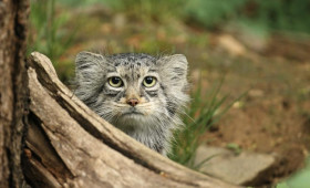 Слово «зажировка» официально включили в русский язык благодаря манулу