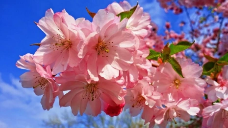 Синоптики рассказали, когда во Владимирскую область придет настоящая весна
