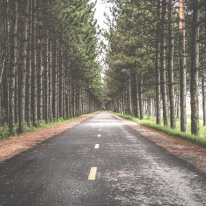 Пропавшего в лесу 59-летнего жителя Владимирской области нашли живым