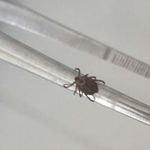 Клещи укусили 168 жителей Владимирской области за неделю