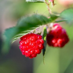 Ольгин день: что можно и нельзя делать 24 июля