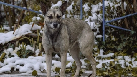 Во Владимирской области за нападение бездомной собаки на ребенка оштрафовали чиновников